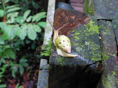 Amphidromus hamatus