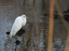Ardea alba