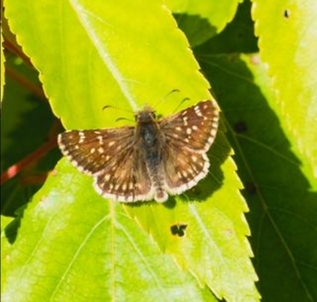 Pyrgus notatus