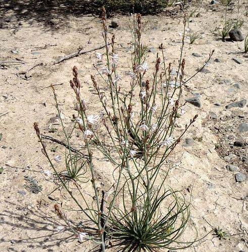 Annual Asphodel