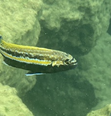 Melanochromis auratus
