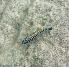 Melanochromis auratus