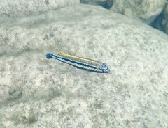 Melanochromis auratus