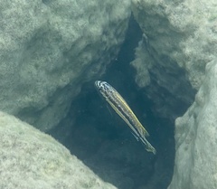 Melanochromis auratus