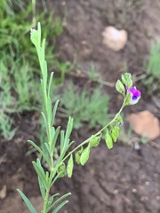 Polygala gracilenta