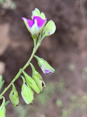 Polygala gracilenta