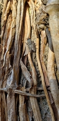 Oxysarcodexia