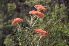 Crassula perfoliata coccinea