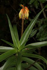 Aloiampelos striatula