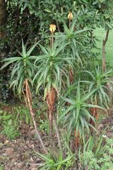Aloiampelos striatula