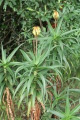 Aloiampelos striatula