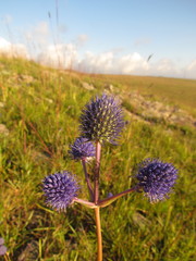 Eryngium eriophorum