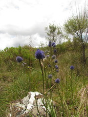 Eryngium eriophorum