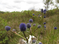 Eryngium eriophorum