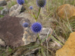 Eryngium eriophorum