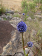 Eryngium eriophorum