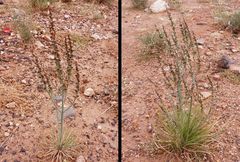 Asphodelus tenuifolius