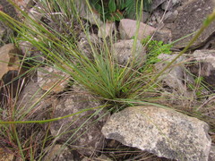 Eryngium eriophorum