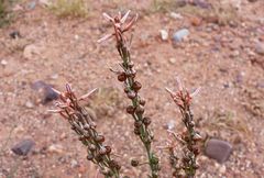 Asphodelus tenuifolius