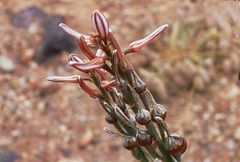 Asphodelus tenuifolius