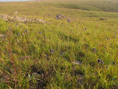 Eryngium eriophorum