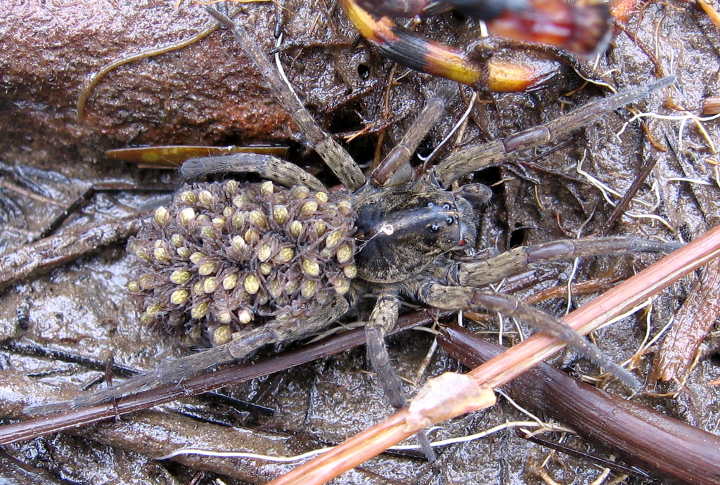 Wetland Giant Wolf Spider from Pontiac Regional County Municipality, QC