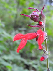 Salvia fulgens