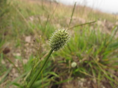 Eryngium zosterifolium