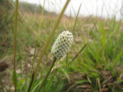 Eryngium zosterifolium