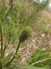 Eryngium zosterifolium