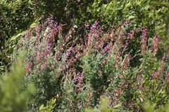 Lessertia brachystachya