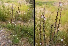 Asphodelus tenuifolius