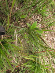 Eryngium zosterifolium