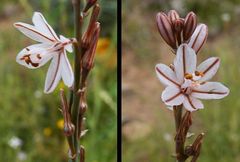 Asphodelus tenuifolius