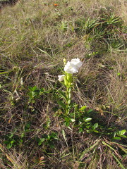 Escobedia grandiflora