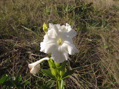 Escobedia grandiflora