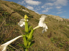 Escobedia grandiflora