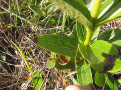 Escobedia grandiflora