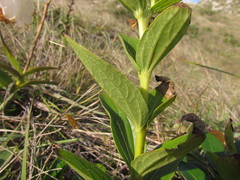 Escobedia grandiflora