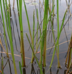 Eleocharis robbinsii