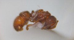 Proceratium crassicorne