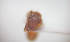 Proceratium crassicorne