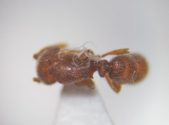 Proceratium crassicorne