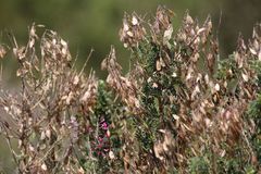 Lessertia brachystachya