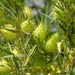 Gomphocarpus fruticosus fruticosus - Photo (c) Shaun Swanepoel, algunos derechos reservados (CC BY-NC-SA), uploaded by Shaun Swanepoel