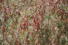 Lessertia brachystachya