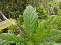 Clethra uleana