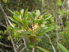 Clethra uleana