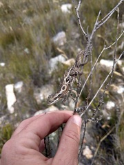 Bradypodion barbatulum