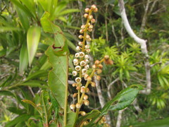 Clethra uleana